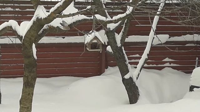 Зимняя природа. Птицы зимой. Снегири. Winter birds. Bullfinches. смотреть онлайн