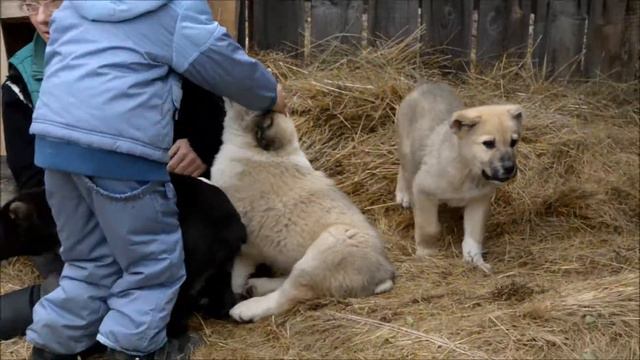 знакомство с щенками сао на питомнике смотреть онлайн