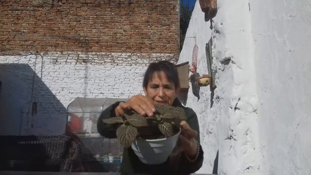 Como Cuido Mi Fitonia