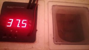 Мой режим инкубации куриных яиц/Инкубатор "Несушка" на 63 яйца.