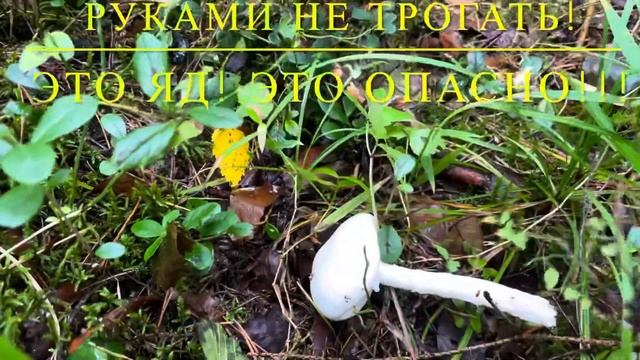 Грибы!!! Они проснулись! Два сбора и обработка! Кто счастливый грибник?! Я! смотреть онлайн