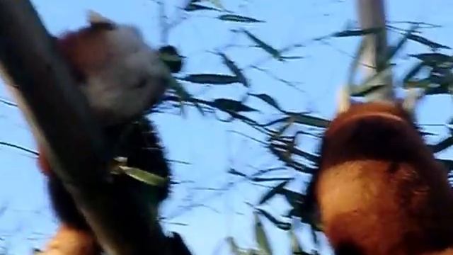 PARIS: La Ménagerie, Le Zoo Du Jardin Des Plantes. LE PANDA ROUX