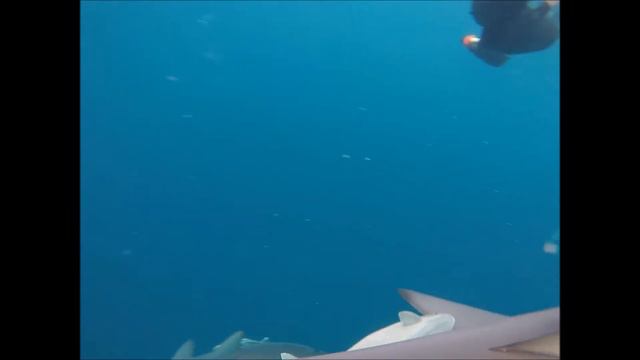 Swimming with Sharks Aliwal Shoal November 2017 смотреть онлайн