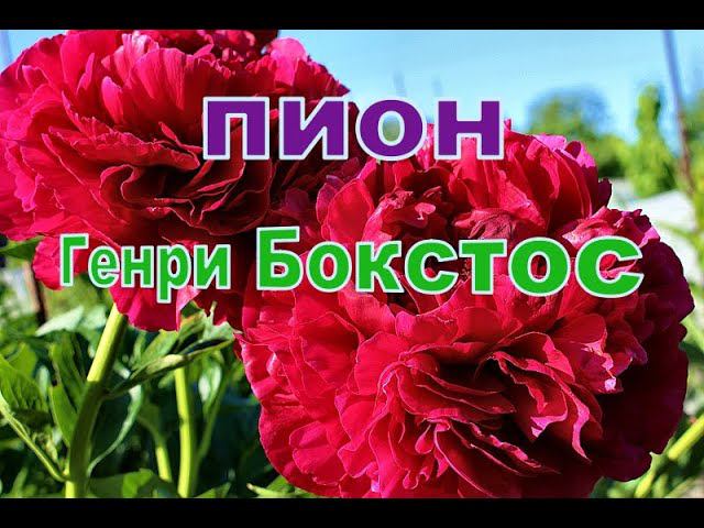 Пион Генри Бокстос смотреть онлайн