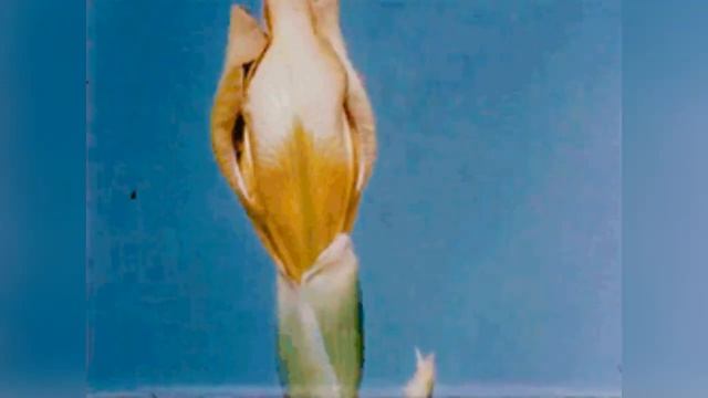 ?Цветение цветов? / Видео Relax смотреть онлайн