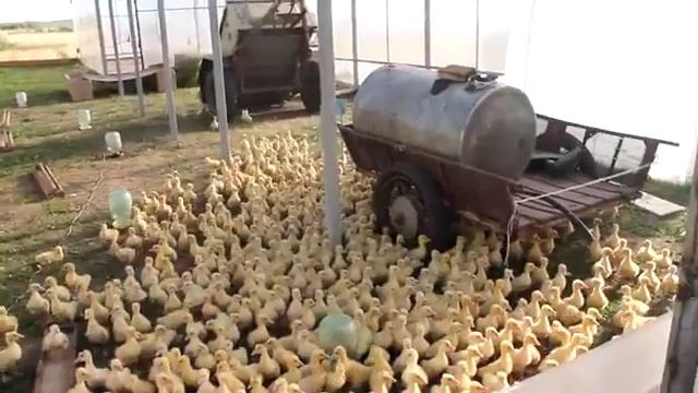 ГУСЕВОДСТВО.СУПЕР ПРАВИЛЬНАЯ ПОРОДА. смотреть онлайн