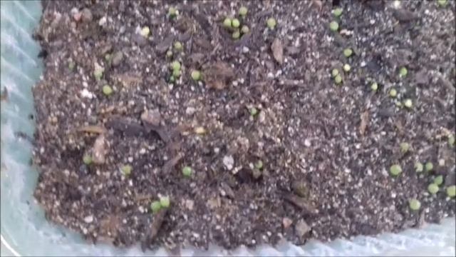Germinación de Mammillaria Prolifera || Lembranzas Plants смотреть онлайн