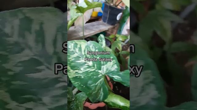 Syngonium - 3king, green beauty,  pink beauty, panda, confetti tricolor,  albo, milk confetti.