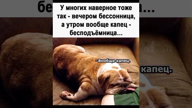 Ёлки к котиками мчаться, ёлки счастья приносят людям. #мем Смешные картинки #приколы с озвучкой ? смотреть онлайн