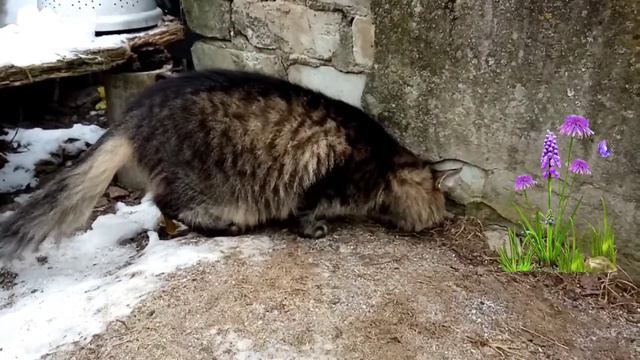 Кот за рулём //Степан едет к друзьям смотреть онлайн
