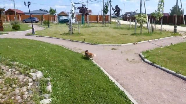 Нюшандер 7.5 лет