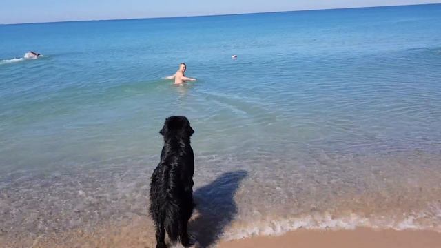 Ньюфаундленд Филя на отдыхе в Саках. Чёрное море смотреть онлайн