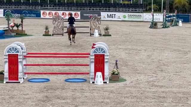 Catoki's Cornet 2* 145LR Oliva смотреть онлайн