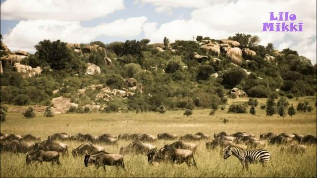 О буйволах для детей. Животные Африки смотреть онлайн