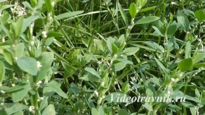 Лекарственные растения - горец птичий (спорыш)