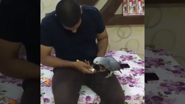 Pet Nail Grinding Trimmer смотреть онлайн