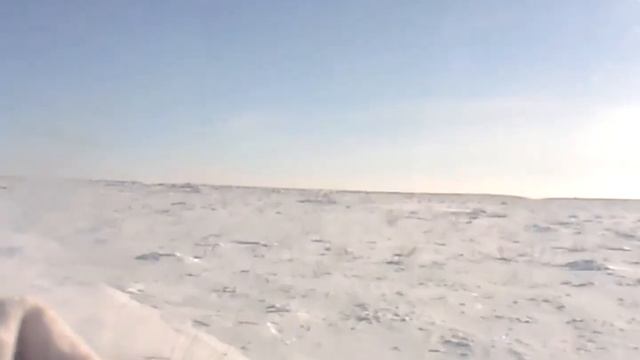 мой первый волк! смотреть онлайн