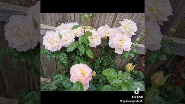 My Rosa Peace hybrid tea rose in 2021 和平月季 смотреть онлайн