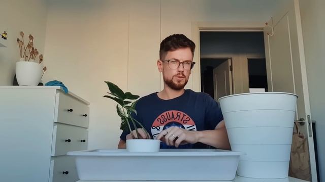 Пересадка новых сингониумов. Ароидным снова зеленый свет!? смотреть онлайн