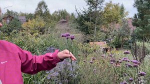 Злаковые цветники | Декоративные злаки | Злаки в саду