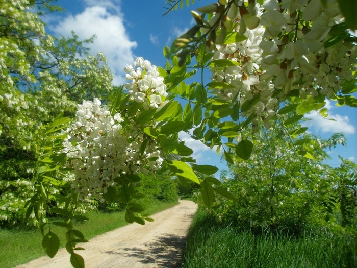 Я акация, я над кручею, разбор на гармони №-177 с цифрами смотреть онлайн