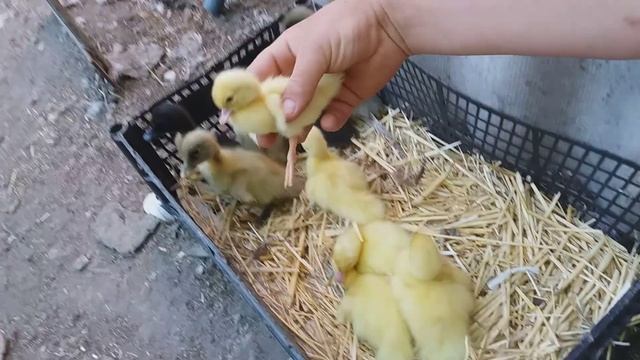 Как отличить индоутенка от утят других пород / чем отличаются мускусные утята от других пород / смотреть онлайн