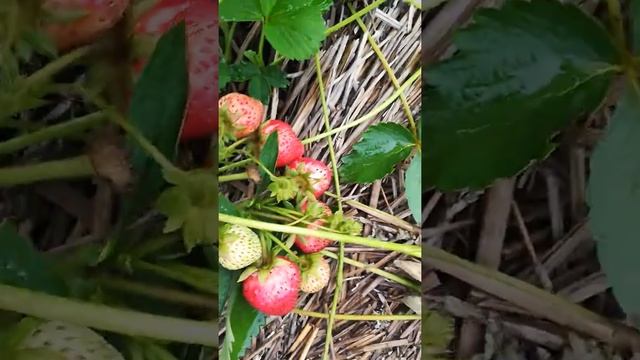 сорт земляника Галя Чив смотреть онлайн