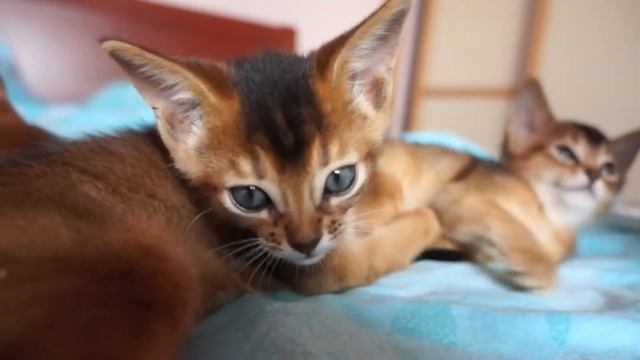 How to grow kittens?/ Как растут котята? смотреть онлайн