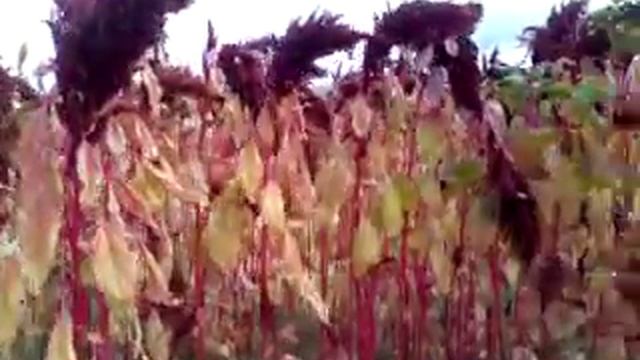 Живопись и Рисование