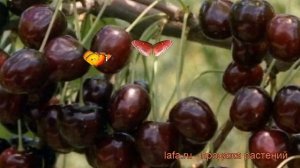 Черешня обыкновенная Ленинградская черная ? обзор: как сажать, саженцы черешни Ленинградская черная