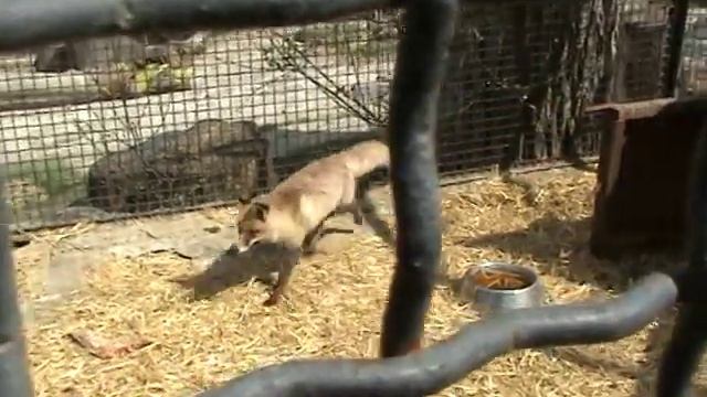 Ялтинский зоопарк «Сказка» 2010 смотреть онлайн