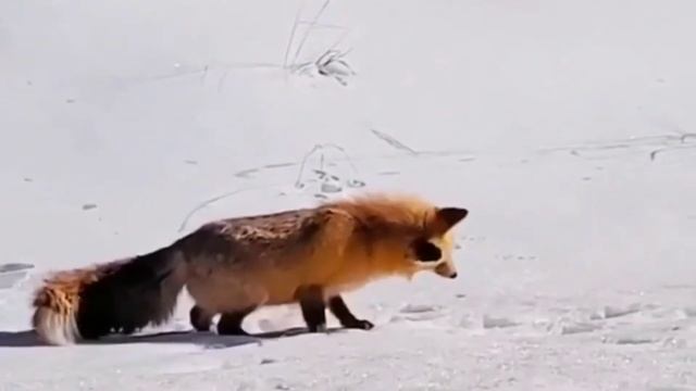 Лиса охотится на мышь Fox hunting смотреть онлайн