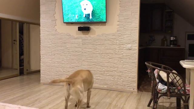 Реакция на Мисси | лабрадор Реймонд смотрит канал Labrador Missy смотреть онлайн