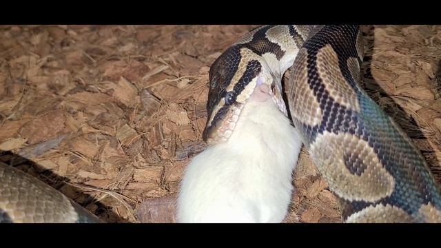 Ball Python Eats A Rat / Warning Live Feeding Video Documentation смотреть онлайн