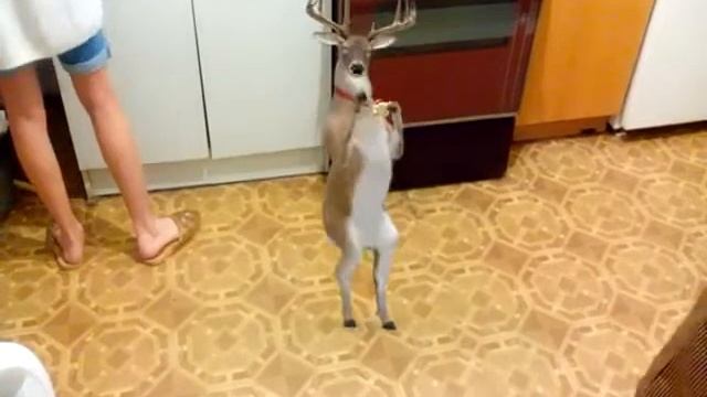 Танцы оленей fx effect смотреть онлайн