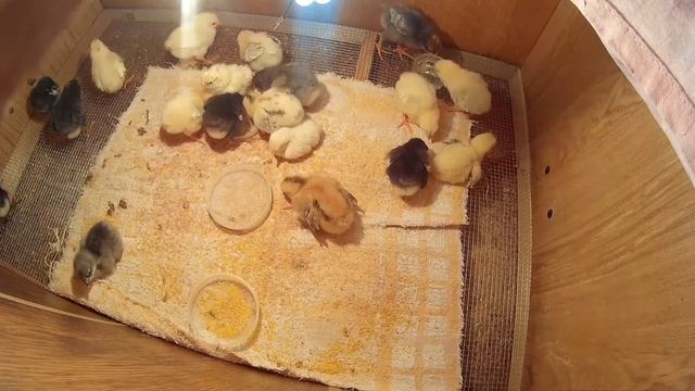 Уход за цыплятами Новый домик, пополнение смотреть онлайн