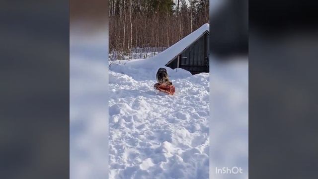 Когда товарищей много, еду отпускать нельзя, свиснут? кобелю 11 лет, кг в голове 26 смотреть онлайн