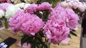 Прогулка по выставке пионов. Обзоры сортов пионов