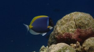 Голубая Планета: Моря Жизни 6 серия «Коралловые моря» (документальный сериал, 2001)