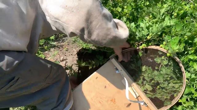 Роение пчёл. Ловим четыре роя! смотреть онлайн