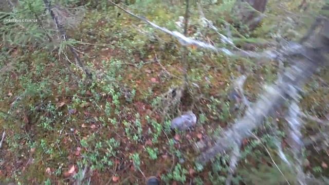 ЖИВЕМ В ОХОТНИЧЬЕМ ДОМИКЕ / ТАЙГА НАКОРМИЛА / Батя готовит суп из рябчиков / Часть 1