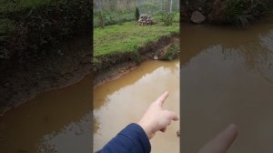 Выращивание карпа+белого Амура Формирования пруда часть1