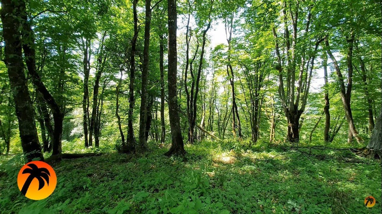 Forest Sounds for Relaxing and Deep Sleep смотреть онлайн