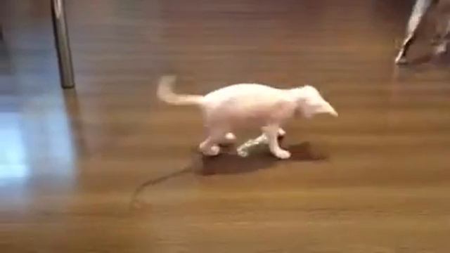 Малышка Корниш рекс смотреть онлайн