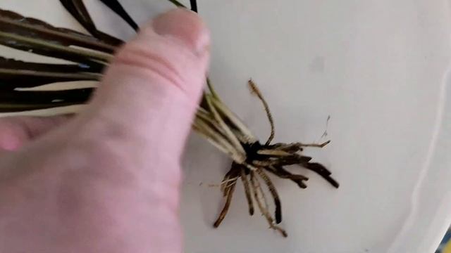 Размножение Cryptocoryne Sp. 'Maharashtra Red'