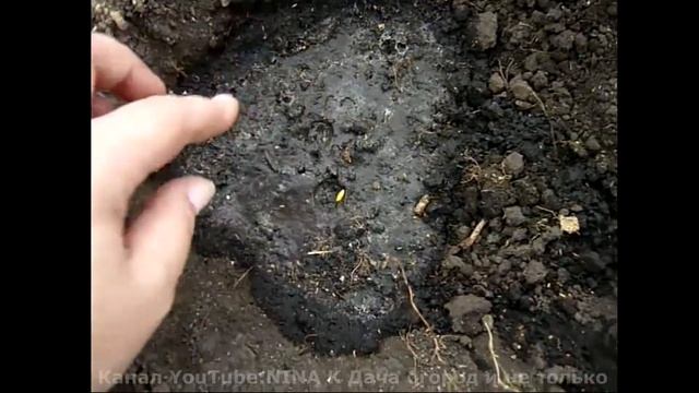 ОГУРЦЫ: ПОСАДКА ОГУРЦОВ В ТЕПЛИЦУ. Рассада огурцов- не нужна. Выращивание огурцов в теплице смотреть онлайн