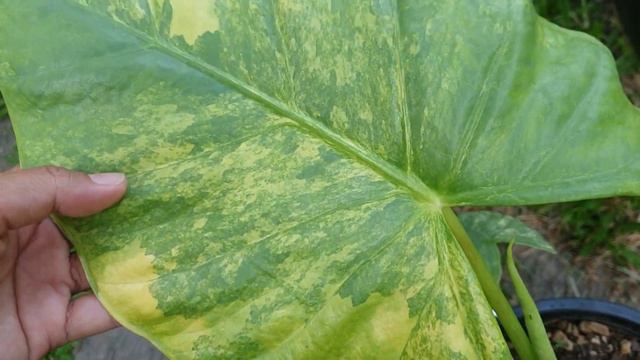 บอนหนังช้าง บอนหูช้างป่า ไม้ด่างหายาก ..alocasiaแรร์ไอเทม #alocasiapuber смотреть онлайн