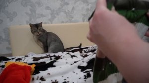 Зверодети едут в ЗИМНИЙ ЗВЕРОЛАГЕРЬ из КАРТОНА | Билли плачет и скучает по маме