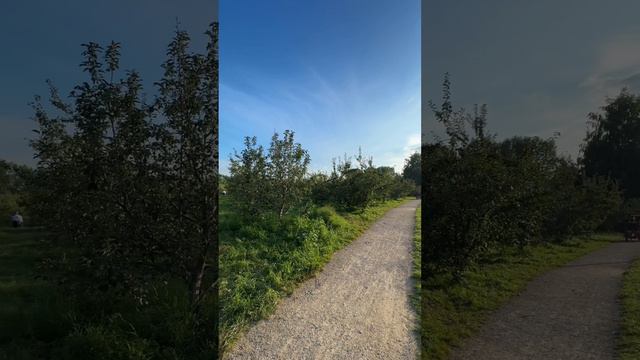 Яблоневый сад в центре города смотреть онлайн