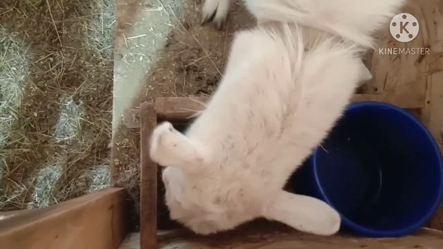 Мороз-30. Вылупились индюшата.Закладываю яйца. смотреть онлайн